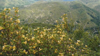 Chaparral. Photo: Las Pilitas
