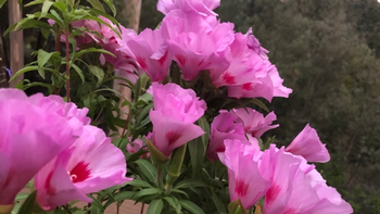 Clarkia Amoena is a native annual Easily grown from seed. Photo: Bonnie Marks
