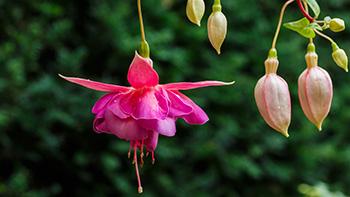 Fuchsia 'Susie Olcese'