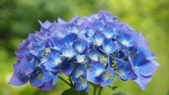 Hydrangea macrophylla. Photo: Wikimedia Commons