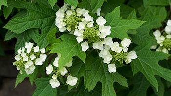 Hydrangea quercifolia. Photo: Wikimedia Commons