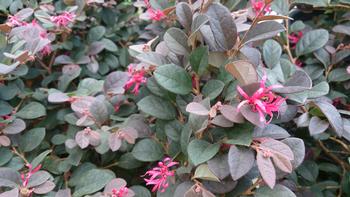 Loropetalum chinensis. Photo: Wikimedia Commons