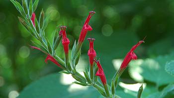 Salvia elegans. Photo: Wikimedia Commons