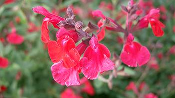 Salvia microphylla. Photo: Wikimedia Commons