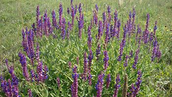 Salvia nemorosa. Photo Wikimedia Commons