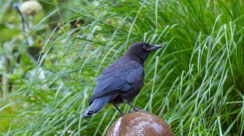 Crows are among the most curious and smartest birds. They habituate quickly to devices used for frightening birds. Photo: Karen Gideon