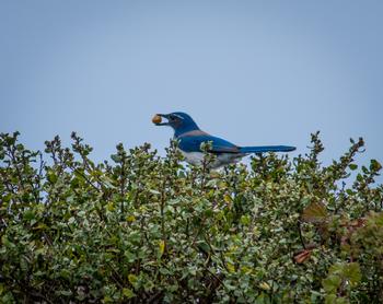Scrub-jays may poke and pull seeds before they sprout and remove the whole plants after they leaf. Photo: Karen Gideon