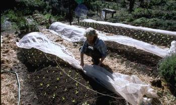 Covers and netting on freshly planted garden soil can be held aloft with hoops or simple framing to keep birds out. Photo: Courtesy of UC Regents