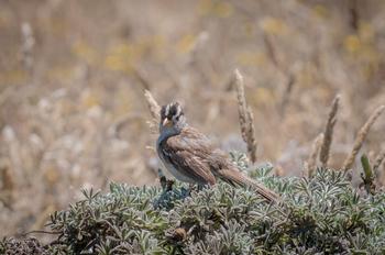 Sparrows naturally eat grass seeds and small berries so they might find your garden seeds appetizing as well. Photo: Karen Gideon