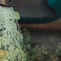 March 2021: Growing Edibles in Drought