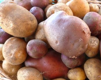 Potatoes, broccoli, cabbage, and spinach have an acceptable temperature growth range of 41 to 77 degrees F. Photo: Martha Proctor