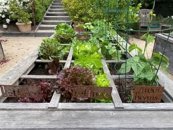Climate change calculators predict more heat wave days. Crops like lettuce that prefer temperatures under 78 degrees are vulnerable. Photo: Jill Fugar