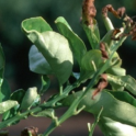 Gardener's checklist for spring