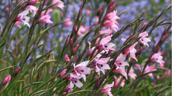 Plant painted lady gladiola corms (Gladiolus carneus) in spring for a beautiful summer display. Photo: Creative Commons