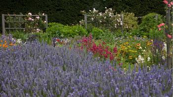 Habitat gardens provide food, water, and cover for bees, butterflies, and other beneficial insects. Photo: Marybeth Kampman