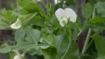 Sweet peas come in a wide variety of colors. Photo: Marybeth Kampman