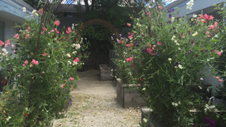 Sweet pea vines appreciate a trellis or arbor. Photo: Terry Nevin