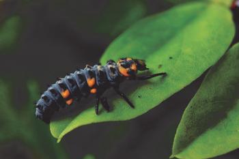 Emerging from a cluster of bright yellow eggs and becoming a larva, a ladybug can consume 5,000 aphids in a lifetime. Photo: Bostet1962/Dreamstim