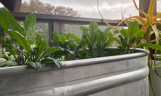 Kale in trough