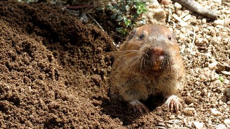 Gopher