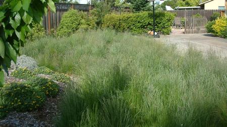 Festuca Californica. Photo: PlantMaster