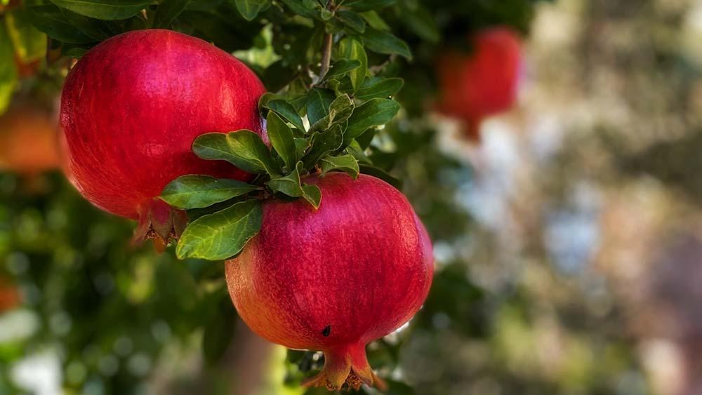 Pomegranates burst into bloom in summer; fruit ripens in the fall. Photo Zeynep Aciktepe, Unsplash