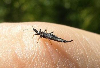 Ponticulothrips diospyrosi. Photo: Wikimedia Commons