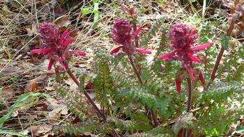 Native wildflower Pedicularis densiflora, or Indian Warrior. Photo: Katie Martin