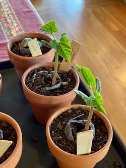 Heirloom 'Prospect' bean starts germinated indoors to get a head start on the growing season. Photo: Jill Fugaro