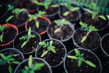 Tomato starts are all ready for hardening before being planted in the garden. Photo: Pixels.com