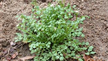 Hairy bittercress. Photo: Wikimedia Commons