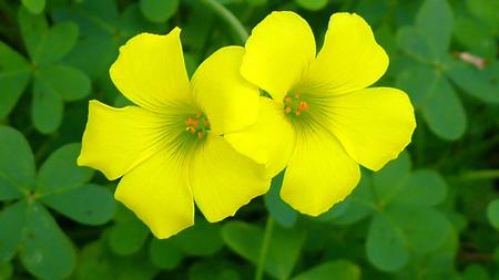 Oxalis pes-carpe, Bermuda buttercup or Cape sorrel. Photo: Wikimedia Commons