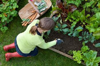 Find lots of information about growing edibles on the website, including a planting calendar. Credit:  UC ANR