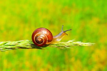The new website includes less-toxic methods to manage pests. Credit: Krzysztof-Niewonly, Unsplash