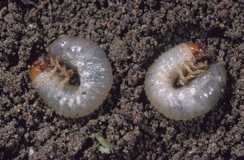 Masked chafer beetle grubs develop underground from the egg that was laid by the scarab beetle above ground. Photo: Jack Kelly, UC State IPM
