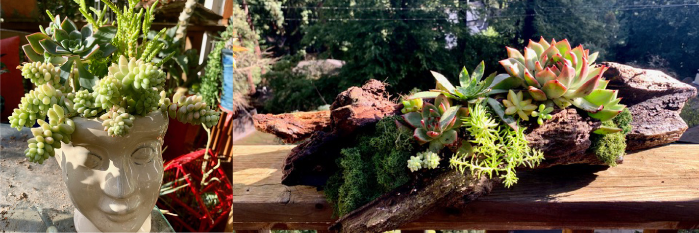 Succulent arrangements for sale. Photo: Gail Mason