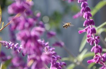 A honey bee buzzes through salvia, also known as Mexican sage. Photo: Keatley Garvey