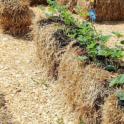 May 2021: Straw Bale Gardening