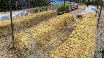Straw Bales