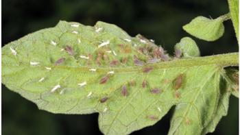 aphids