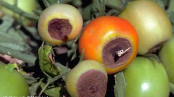 blossom end rot