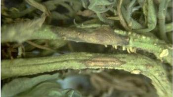 early blight