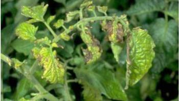 fusarium wilt