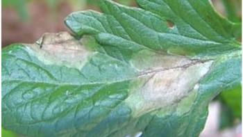 Late blight