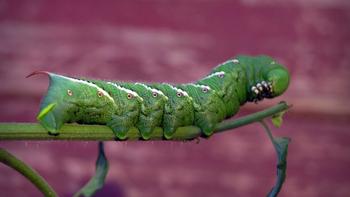 Lrg hornworm