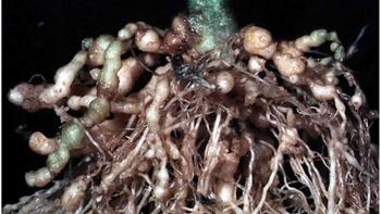Nematodes