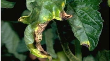 verticillium