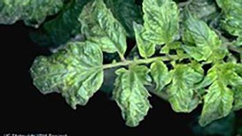 Tobacco mosaic