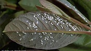 Whiteflies