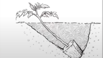 Plant tall tomato plants horizontally into the soil with just a few leaves above ground.